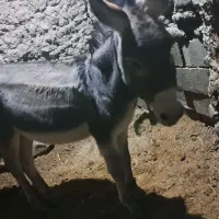 الاغ نر|حیوانات مزرعه|جغتای, |دیوار