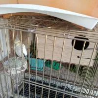 عروس هندلی جفت