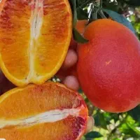 پرتقال خونی و تامسون(رودسر )