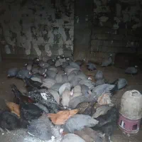 بیست تا شاخک دانه ای پانصد به فروش می رسد|حیوانات مزرعه|نیمروز, |دیوار