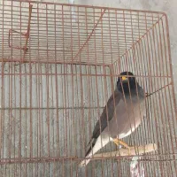 مرغ مینا|پرنده|قشم, |دیوار