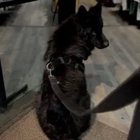 سگ بلک ژرمن