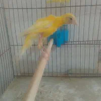 قناری جیبر|پرنده|شیراز, مسلم|دیوار