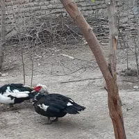 اردک خارجی دوساله فقط نر