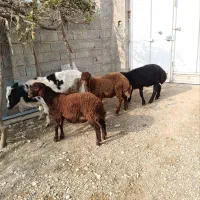 بره برای فروش
