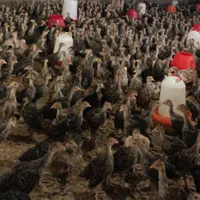 نمیچه بوقلمون یک ماه دوماه