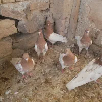 ۸ تا کبوتر باشلی (۸ تا کله‌ ای)