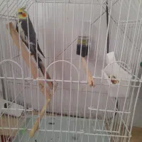 عروس هلندی نر بالغ با قفس|پرنده|فلاورجان, |دیوار