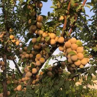 فروش باغ ویلا|فروش خانه و ویلا|بومهن, |دیوار