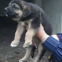 واگذاری سگ نژاددار