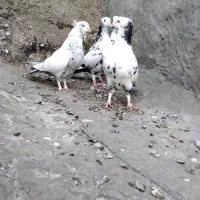 کبوتر. دمبی|پرنده|شیراز, تاچارا|دیوار
