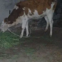 گاو سیمنتال