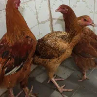 مرغ محلی سالم