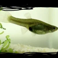 اکواریوم و ماهی گوپی|ماهی|زاهدان, |دیوار