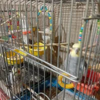 عروس هلندی دستی جفت