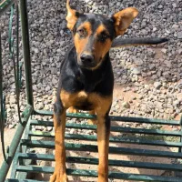 سگ نژاد دار ژرمن