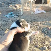 توله خراسانی