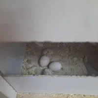 عروس هلندی مولد جفت|پرنده|فردیس, ثابتی|دیوار