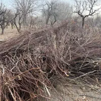 چوب حسار|خدمات باغبانی و درختکاری|شهریار, بکه|دیوار