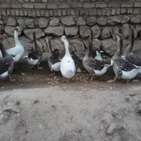 غاز گوشتی