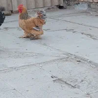 خروس کوشین طلایی|حیوانات مزرعه|خمینی‌شهر, |دیوار