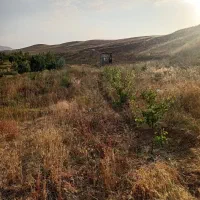 باغ زمین زراعی سند دار نیم هکتار۷۰۰میلیون