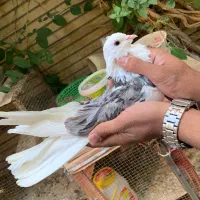 کبوتر|پرنده|شاهین‌شهر, شهرک گلدیس|دیوار
