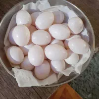 تخم کبوتر تازه