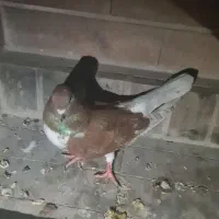 کبوتر سرخ سینه سفید