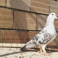 نرراست کلاغ دوم اس اس شقه