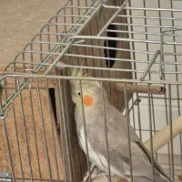 عروس هلندی