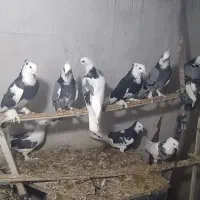 کبوتر|پرنده|گرگان, |دیوار