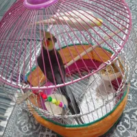 یک جفت عروس هلندی