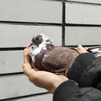 کفتر زاغ دم سفید|پرنده|سیرجان, |دیوار