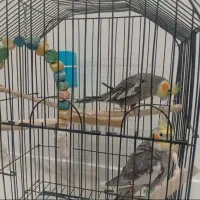 فروش عروس هلندی