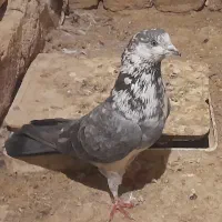 کفتر|پرنده|قم, کیوانفر|دیوار