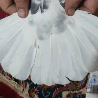 فروش کبوتر|پرنده|نگار, |دیوار