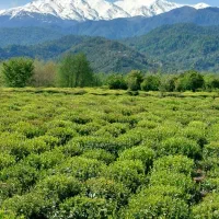 چای اردیبهشت ۱۴۰۵ شروع قیمت از ۲۵۰ هزار تومان
