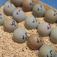 تخم نطفه دار بلدرچین آسیایی