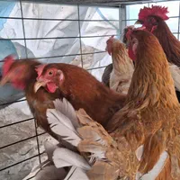 مرغ، خروس، بوقلمون|حیوانات مزرعه|اصفهان, رزمندگان|دیوار