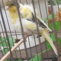 یکعدد ماده قناری فر|پرنده|لواسان, |دیوار