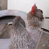 مرغ و خروس کوشین|حیوانات مزرعه|کازرون, |دیوار