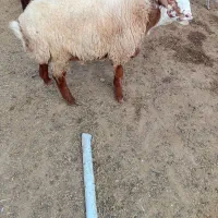 همو وزن ۵۰تا۵۵کیلو