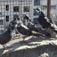 کبوتر مفلق.جوون.قلمی برای قاره بازهای عزیز