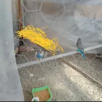 سه مرغ عشق با قفس|پرنده|سراوان, |دیوار