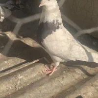 کفتر کبوتر|پرنده|محمدشهر, ولدآباد|دیوار