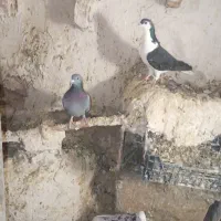 کفتر  خوب|پرنده|قوچان, |دیوار