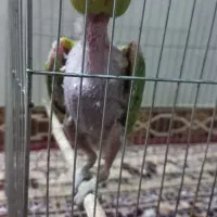 طوطی