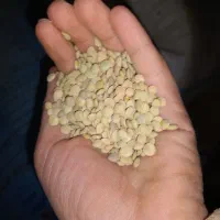 عدس ونخود فروشی