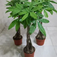 بنسای پاچیرا  ((گیاه ثروت))
